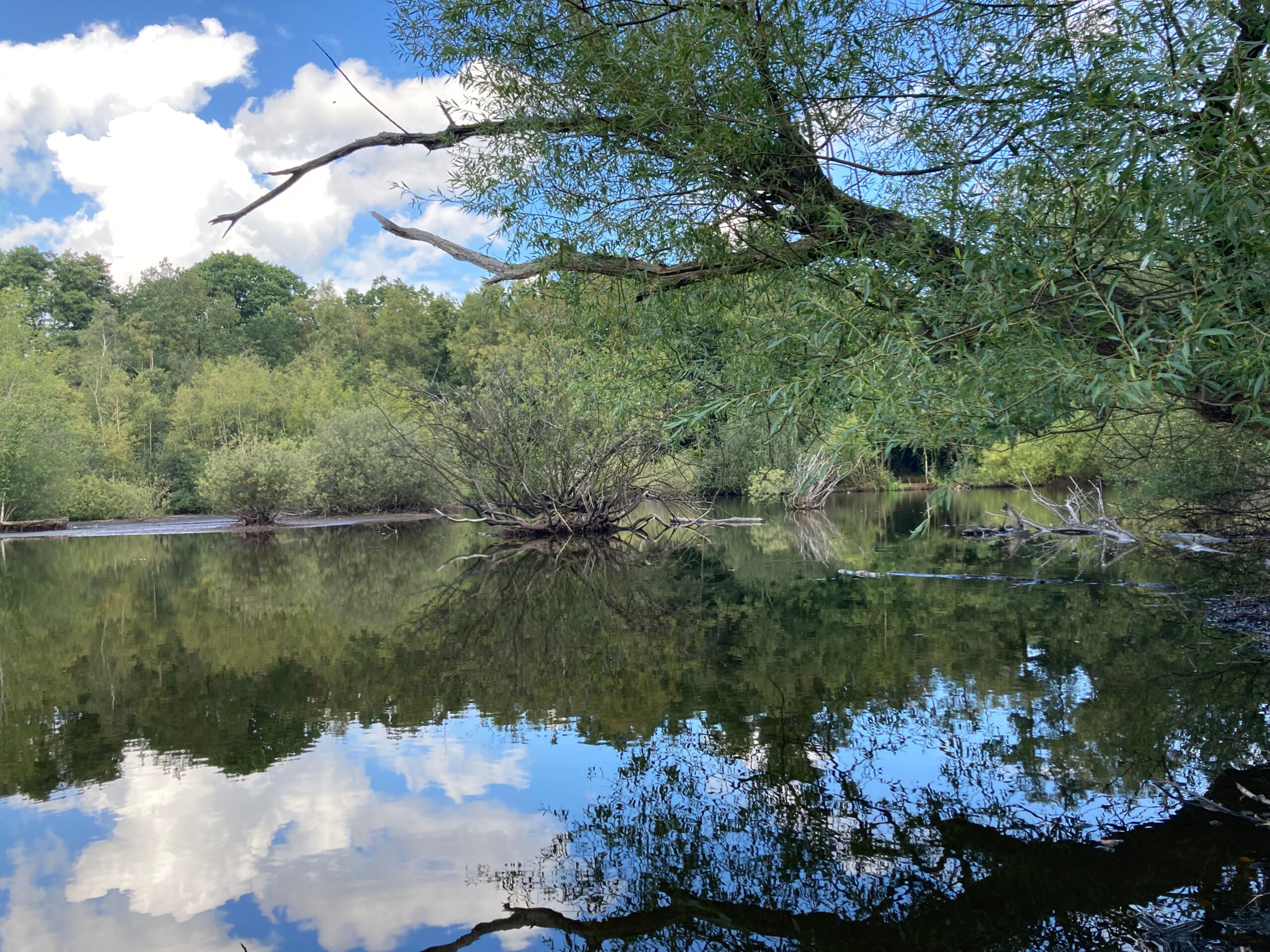 Blick auf einen See mit Baumbestand